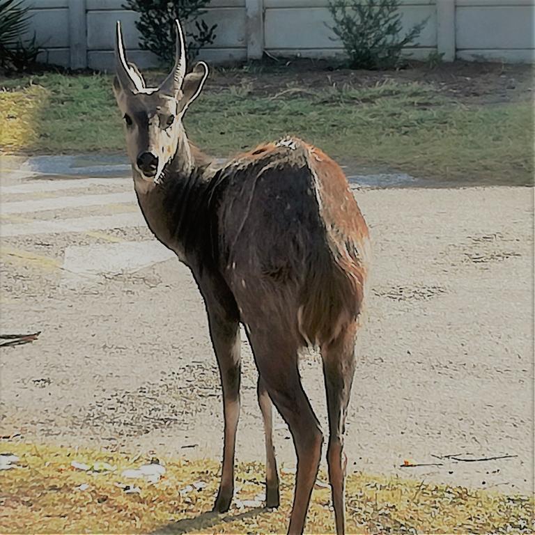 Brenton Bushbuck Lookout Apartment Bagian luar foto